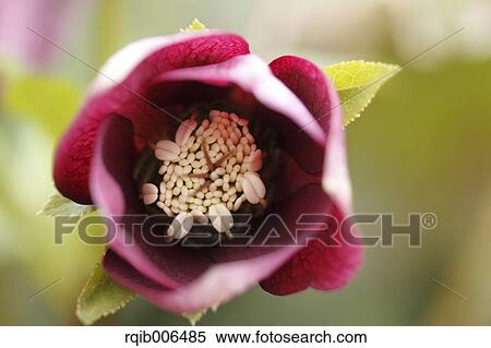 Christmas rose View Large Photo Image Stock Photography - Christmas rose. Fotosearch