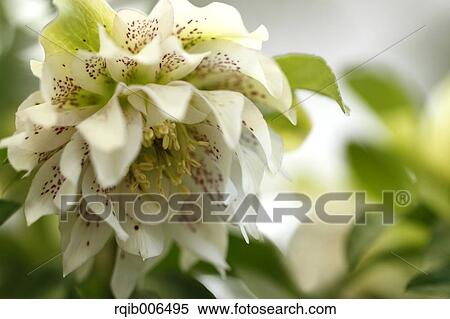 Christmas rose View Large Photo Image Stock Photography - Christmas rose. Fotosearch