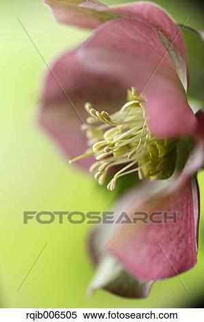 Christmas rose View Large Photo Image Stock Photography - Christmas rose. Fotosearch