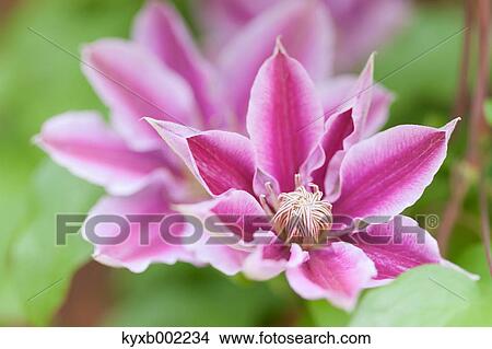 Picture - Clematis. Fotosearch