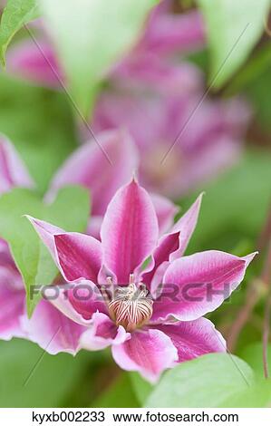 Clematis View Large Photo Image Stock Image - Clematis. Fotosearch