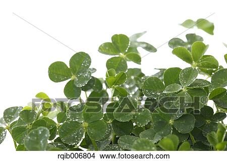 Clover View Large Photo Image Picture - Clover. Fotosearch