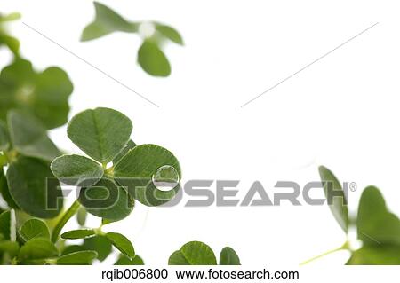 Clover View Large Photo Image Stock Image - Clover. Fotosearch