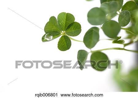 Clover View Large Photo Image Stock Image - Clover. Fotosearch
