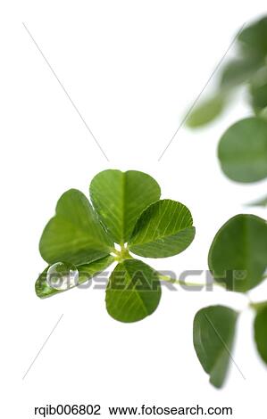 Clover View Large Photo Image Stock Image - Clover. Fotosearch