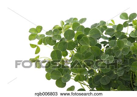 Stock Image - Clover. Fotosearch