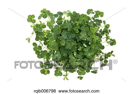 Clover View Large Photo Image Stock Photo - Clover. Fotosearch