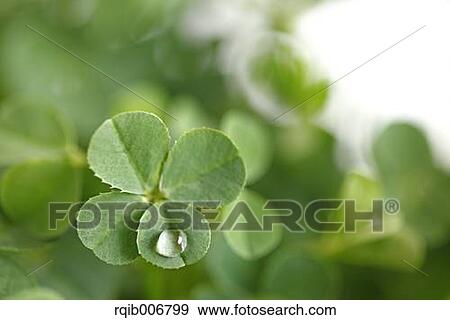 Clover View Large Photo Image Stock Photo - Clover. Fotosearch
