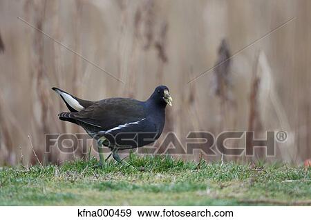 Stock Photo - Common Moorhen. Fotosearch
