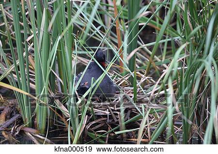 Common Moorhen View Large Photo Image Stock Photo - Common Moorhen. Fotosearch