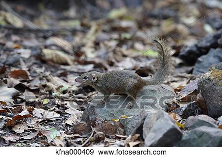 Common Treeshrew View Large Photo Image Stock Photo - Common Treeshrew. Fotosearch