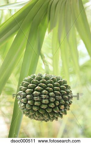 Conifer Cone View Large Photo Image Stock Image - Conifer Cone. Fotosearch