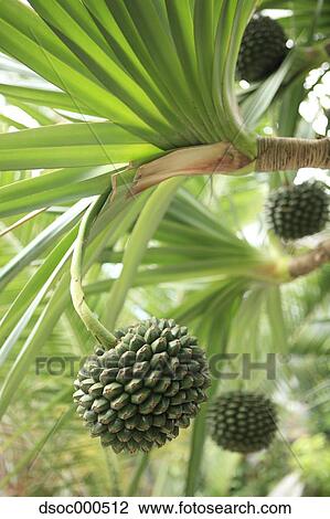 Conifer Cone View Large Photo Image Stock Image - Conifer Cone. Fotosearch