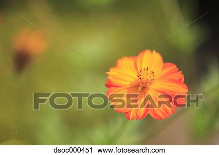 Cosmos View Large Photo Image Stock Image - Cosmos. Fotosearch