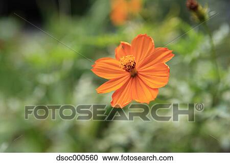 Cosmos View Large Photo Image Stock Image - Cosmos. Fotosearch