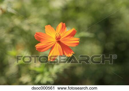 Stock Image - Cosmos. Fotosearch