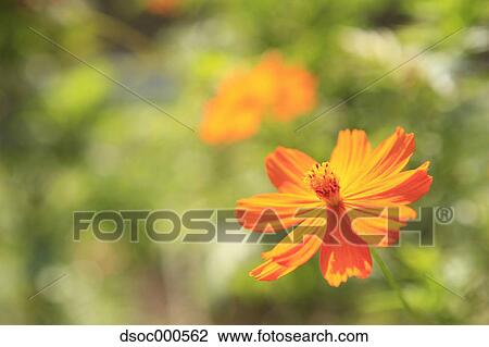 Cosmos View Large Photo Image Stock Image - Cosmos. Fotosearch