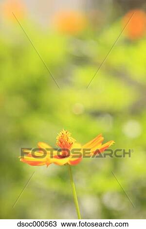 Cosmos View Large Photo Image Stock Image - Cosmos. Fotosearch