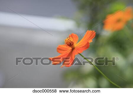 Cosmos View Large Photo Image Stock Photo - Cosmos. Fotosearch