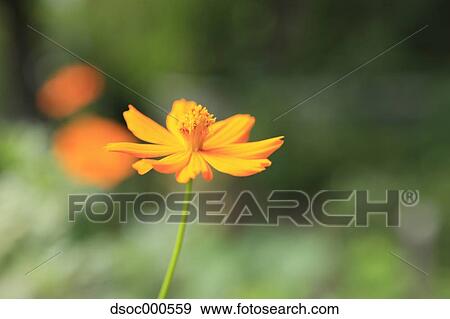 Stock Photo - Cosmos. Fotosearch