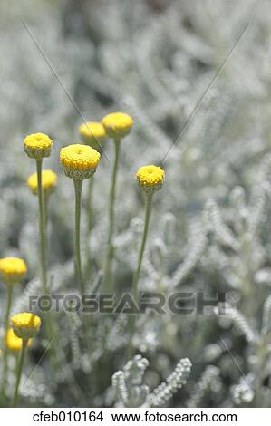 Cotton Lavender View Large Photo Image Picture - Cotton Lavender. Fotosearch