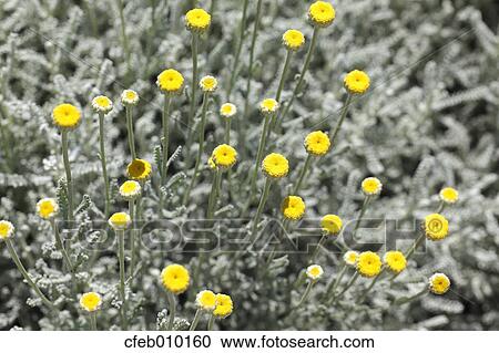 Cotton Lavender View Large Photo Image Stock Image - Cotton Lavender. Fotosearch