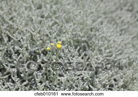 Cotton Lavender View Large Photo Image Stock Image - Cotton Lavender. Fotosearch