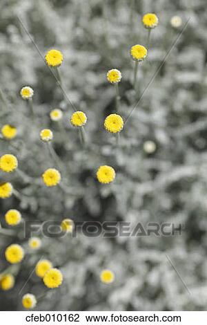 Cotton Lavender View Large Photo Image Stock Image - Cotton Lavender. Fotosearch