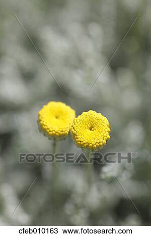 Cotton Lavender View Large Photo Image Stock Image - Cotton Lavender. Fotosearch