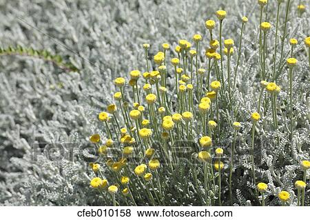 Cotton Lavender View Large Photo Image Stock Photo - Cotton Lavender. Fotosearch