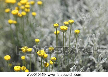 Cotton Lavender View Large Photo Image Stock Photo - Cotton Lavender. Fotosearch