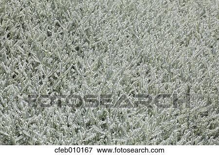Cotton Lavender View Large Photo Image Stock Photo - Cotton Lavender. Fotosearch