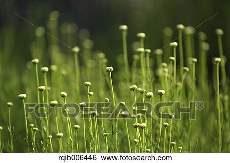 Stock Photograph - Cotton Lavender. Fotosearch