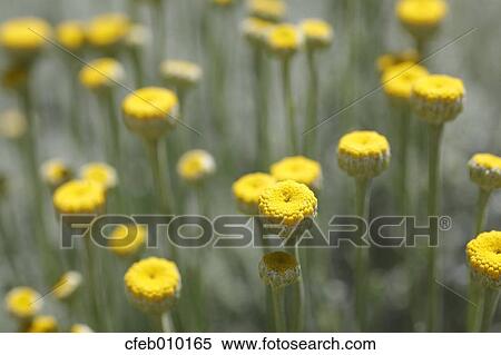 Cotton Lavender View Large Photo Image Stock Photography - Cotton Lavender. Fotosearch