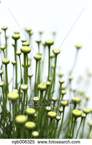 Cotton Lavender View Large Photo Image Stock Photography - Cotton Lavender. Fotosearch