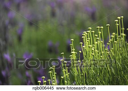Cotton Lavender View Large Photo Image Stock Photography - Cotton Lavender. Fotosearch