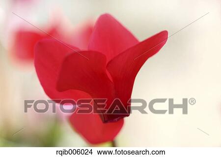 Cyclamen View Large Photo Image Picture - Cyclamen. Fotosearch