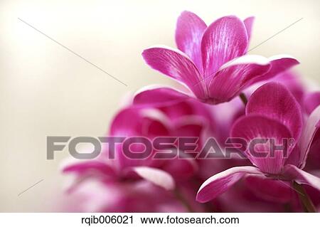 Stock Image - Cyclamen. Fotosearch