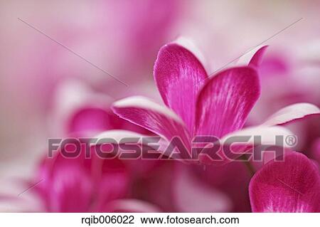 Cyclamen View Large Photo Image Stock Image - Cyclamen. Fotosearch