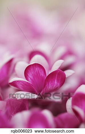 Cyclamen View Large Photo Image Stock Image - Cyclamen. Fotosearch