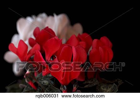 Cyclamen View Large Photo Image Stock Image - Cyclamen. Fotosearch