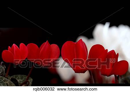 Cyclamen View Large Photo Image Stock Image - Cyclamen. Fotosearch
