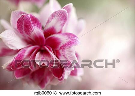 Cyclamen View Large Photo Image Stock Photo - Cyclamen. Fotosearch
