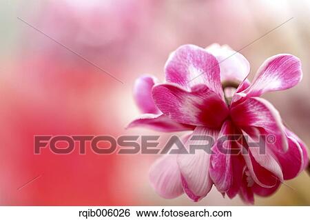 Cyclamen View Large Photo Image Stock Photograph - Cyclamen. Fotosearch