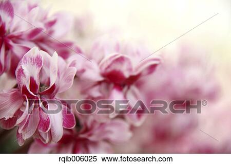 Cyclamen View Large Photo Image Stock Photography - Cyclamen. Fotosearch