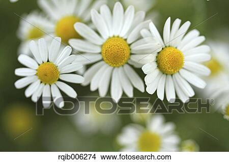 Daisies View Large Photo Image Picture - Daisies. Fotosearch