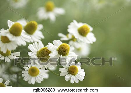Stock Image - Daisies. Fotosearch