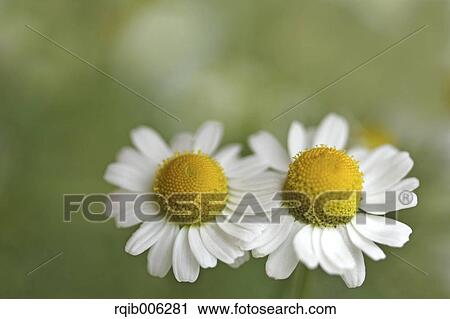 Stock Image - Daisies. Fotosearch