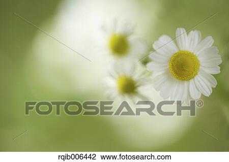 Daisies View Large Photo Image Stock Image - Daisies. Fotosearch