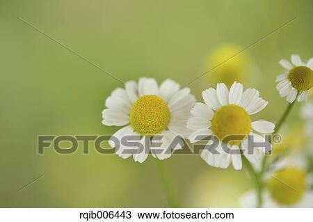 Daisies View Large Photo Image Stock Image - Daisies. Fotosearch